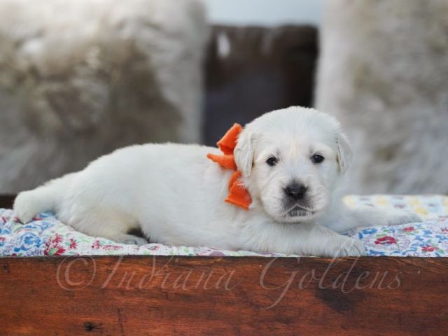 golden-retriever-indiana-health-tested-pups