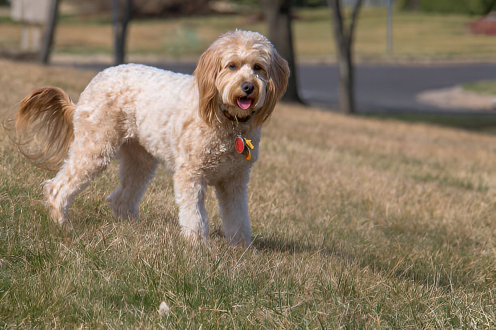 healthy-goldendoodle-southern-california-puppies-available-big-0