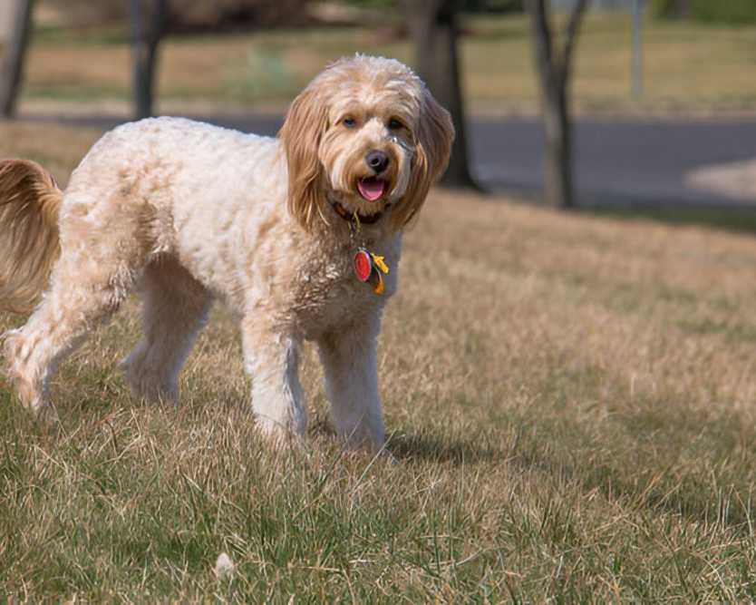 healthy-goldendoodle-southern-california-puppies-available