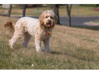 healthy-goldendoodle-southern-california-puppies-available-small-0