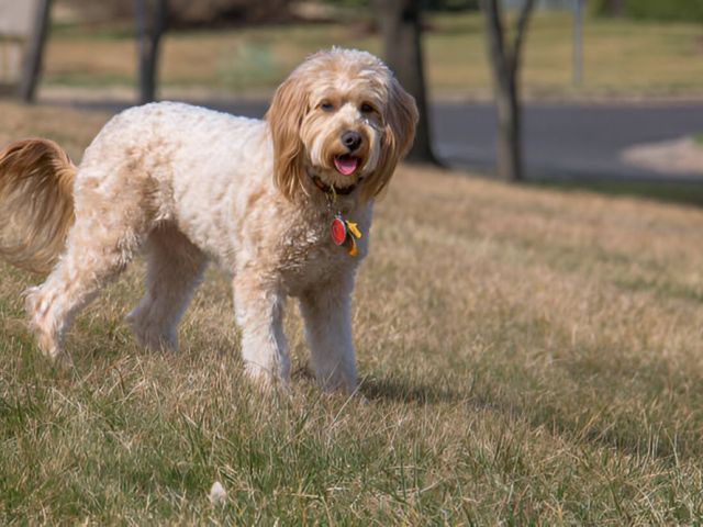 healthy-goldendoodle-southern-california-puppies-available