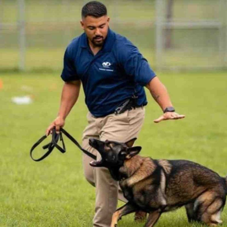dog-training-san-luis-obispo-big-0