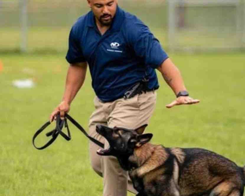 dog-training-san-luis-obispo
