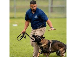 dog-training-san-luis-obispo-small-0