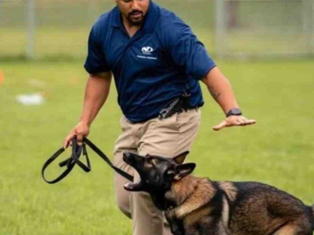 dog-training-san-luis-obispo