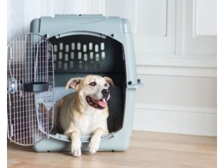 reliable-pet-transport-service-to-hawaii-dog-gone-taxi-small-0