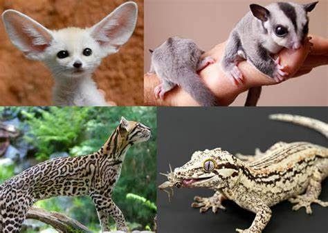 exotic-pet-shipping-services-worldwide-airborne-animals-big-0