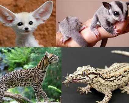 exotic-pet-shipping-services-worldwide-airborne-animals