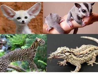exotic-pet-shipping-services-worldwide-airborne-animals-small-0