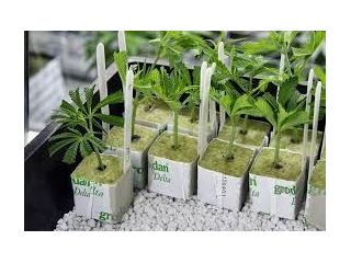 searching-for-for-sale-small-0