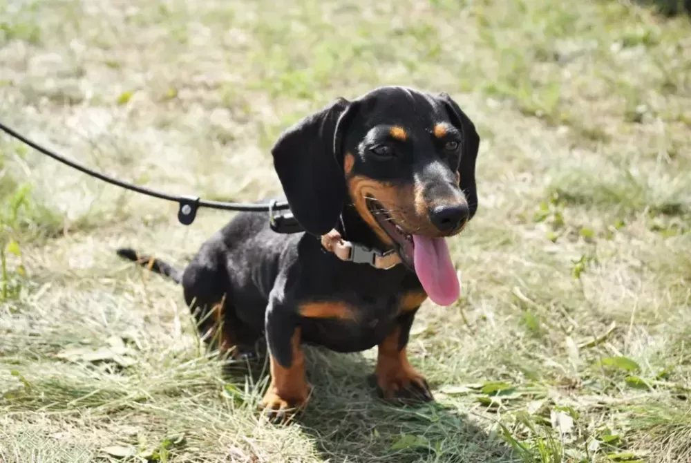 cute-dachshund-puppies-for-adoption-online-big-0