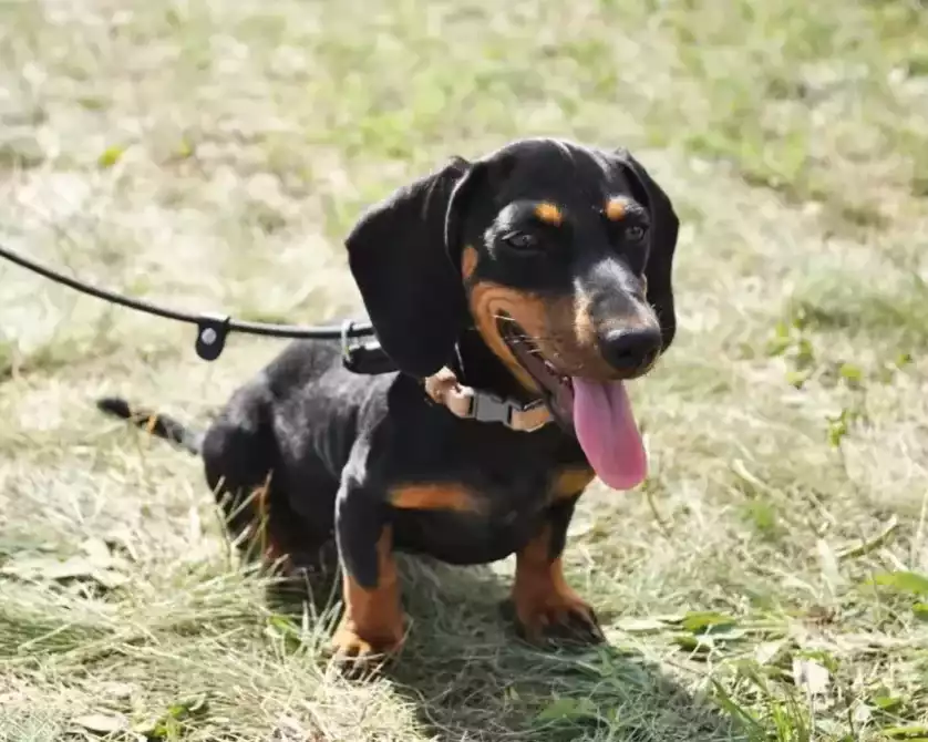 cute-dachshund-puppies-for-adoption-online