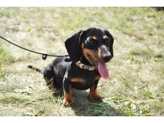 cute-dachshund-puppies-for-adoption-online-small-0