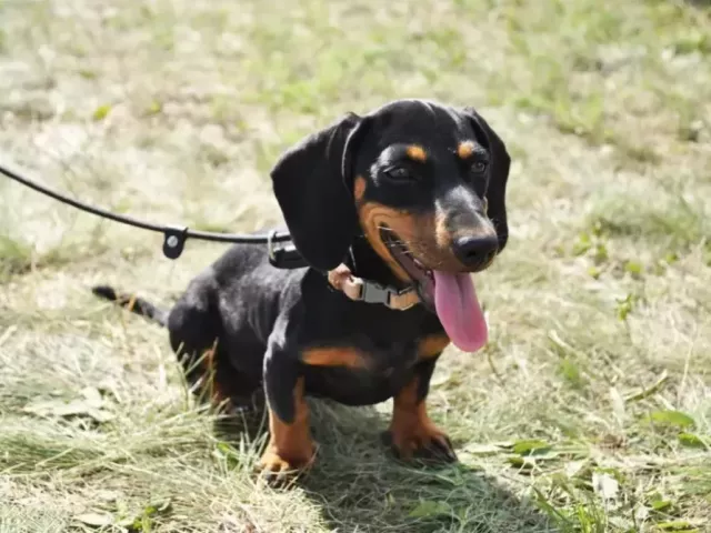 cute-dachshund-puppies-for-adoption-online