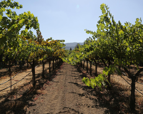 premium-winery-tour-napa-vineyards-with-tour-napa-sonoma-wines