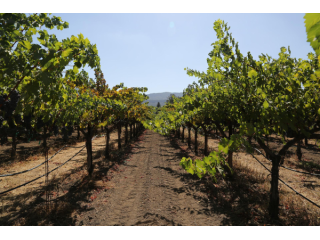 premium-winery-tour-napa-vineyards-with-tour-napa-sonoma-wines-small-0