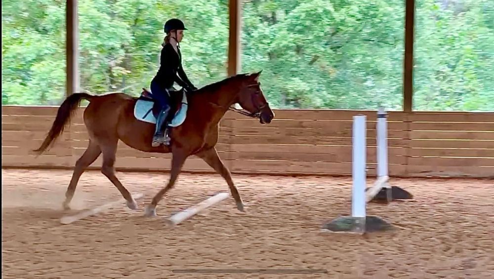 expert-horse-training-programs-at-nc-equestrian-center-big-0
