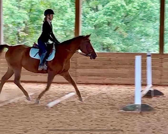 expert-horse-training-programs-at-nc-equestrian-center