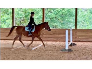 expert-horse-training-programs-at-nc-equestrian-center-small-0