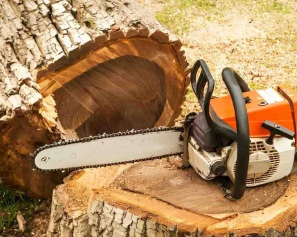 tree-removal-service-chilmark