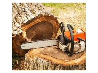 tree-removal-service-chilmark-small-0