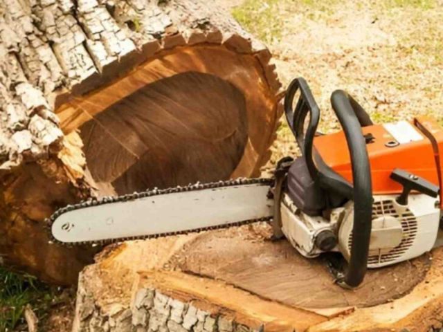 tree-removal-service-chilmark