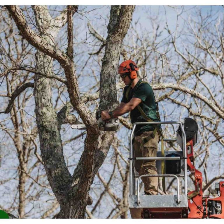 tree-root-removal-near-me-big-0