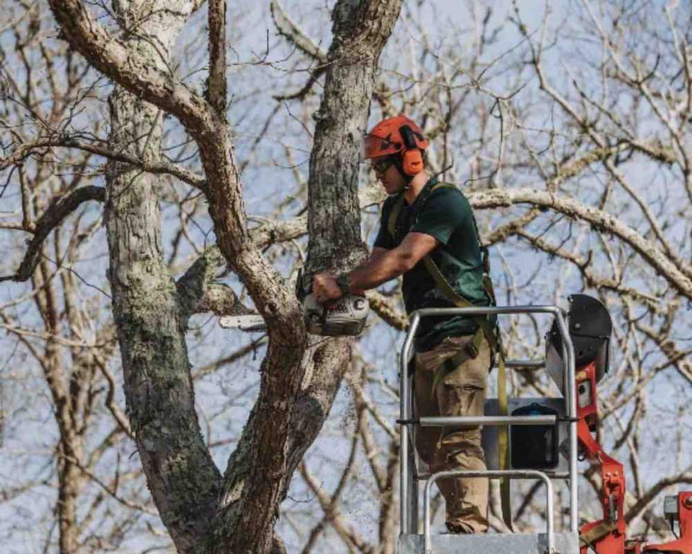 tree-root-removal-near-me