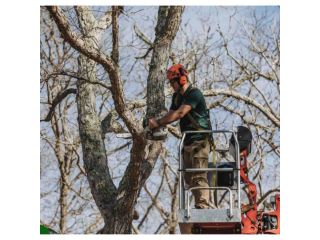 tree-root-removal-near-me-small-0