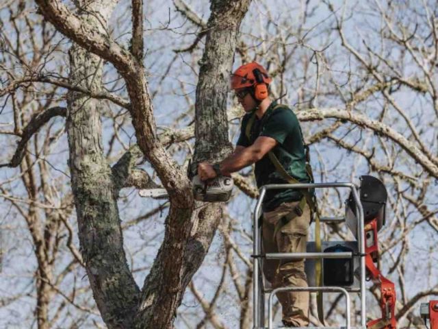 tree-root-removal-near-me