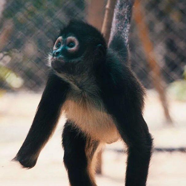 amperio-spider-monkey-baby-big-0