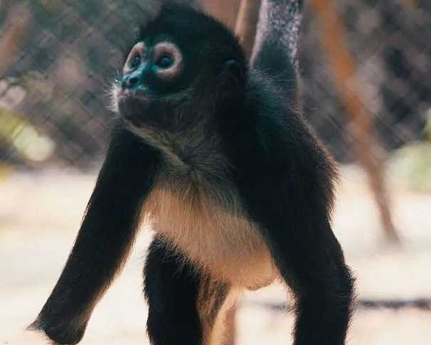 amperio-spider-monkey-baby