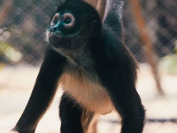 amperio-spider-monkey-baby