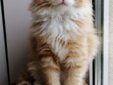 meet-kiki-siberian-kitten