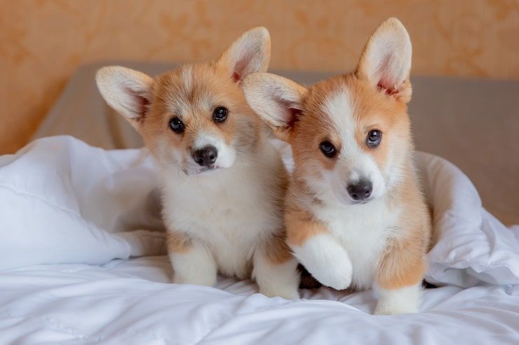 corgi-puppies-in-chicago-il-healthy-akc-pembroke-welsh-corgis-big-0
