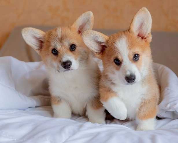 corgi-puppies-in-chicago-il-healthy-akc-pembroke-welsh-corgis