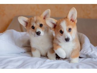 corgi-puppies-in-chicago-il-healthy-akc-pembroke-welsh-corgis-small-0