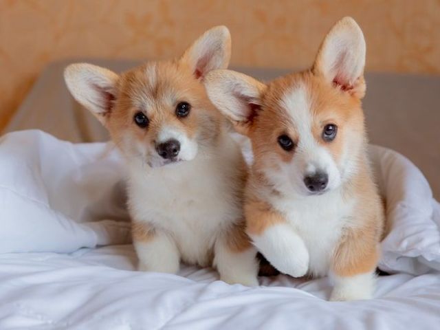 corgi-puppies-in-chicago-il-healthy-akc-pembroke-welsh-corgis
