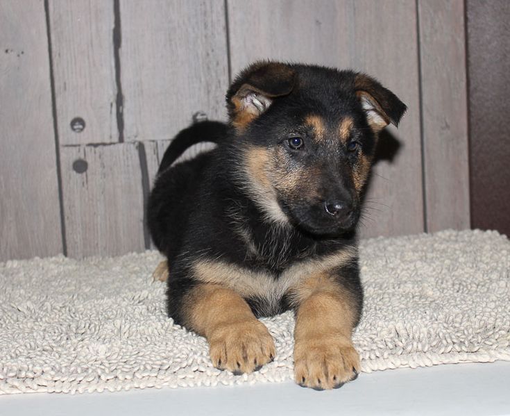 purebreed-german-shepherd-puppies-for-sale-near-you-big-0