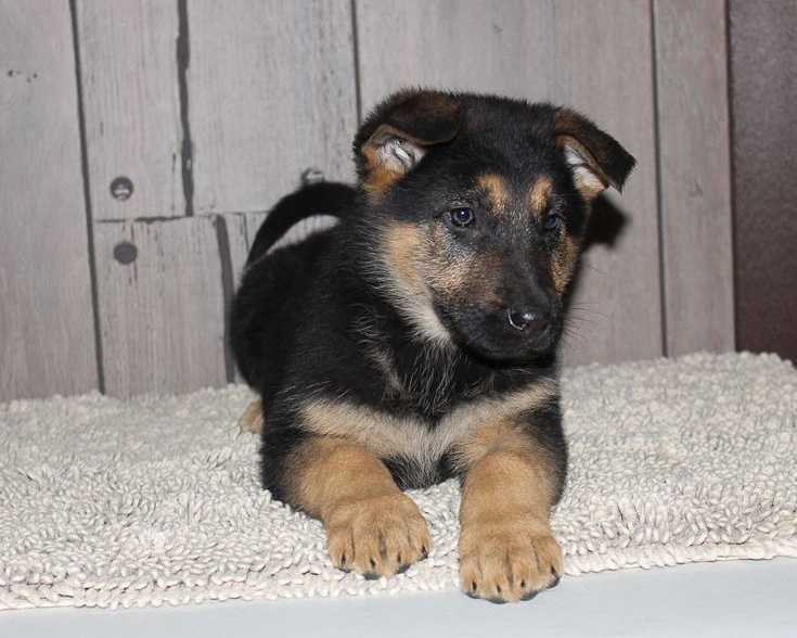 purebreed-german-shepherd-puppies-for-sale-near-you