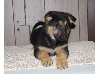 purebreed-german-shepherd-puppies-for-sale-near-you-small-0