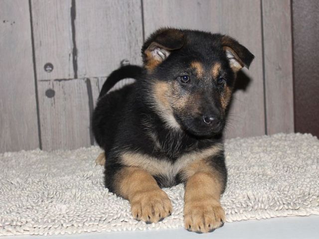 purebreed-german-shepherd-puppies-for-sale-near-you