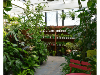 plant-store-west-la-indoor-outdoor-plants-at-urban-jungle-small-0