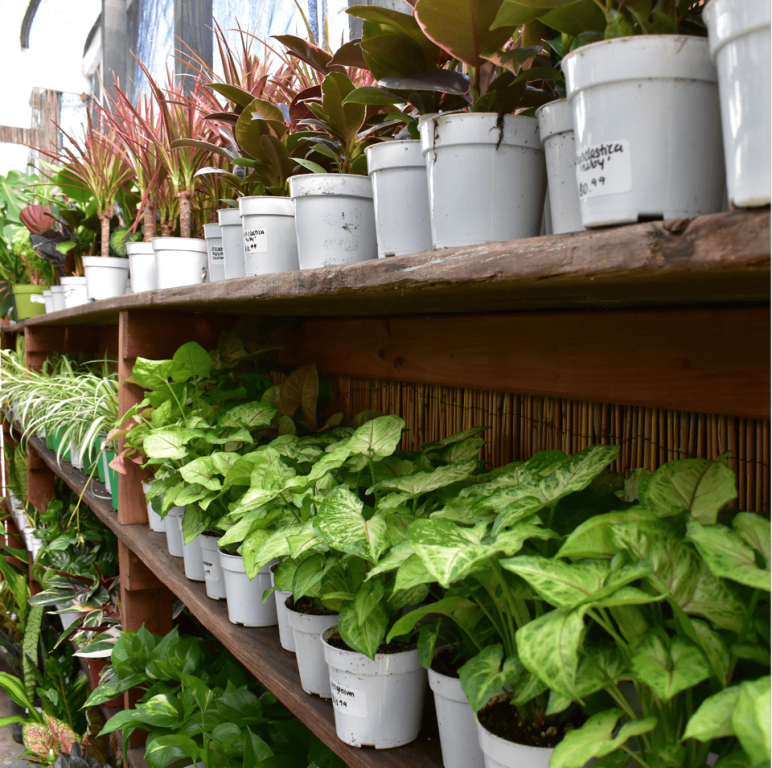 plants-in-los-angeles-for-homes-offices-outdoor-urban-jungle-big-0
