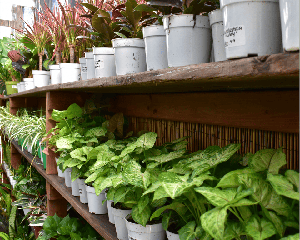 plants-in-los-angeles-for-homes-offices-outdoor-urban-jungle