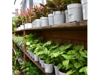 plants-in-los-angeles-for-homes-offices-outdoor-urban-jungle-small-0