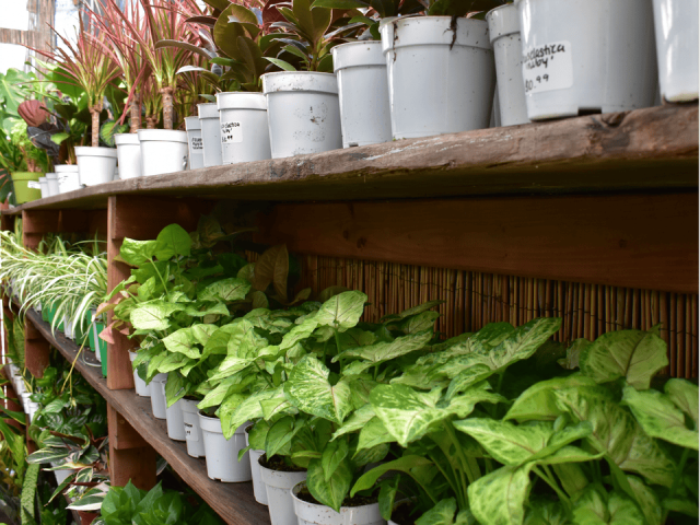 plants-in-los-angeles-for-homes-offices-outdoor-urban-jungle
