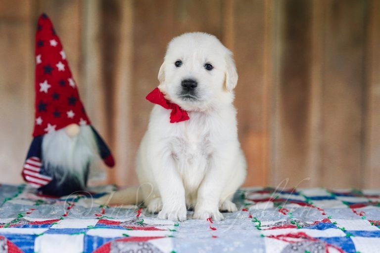 english-cream-golden-retriever-indiana-big-0