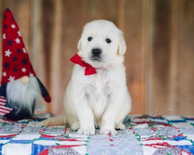 english-cream-golden-retriever-indiana