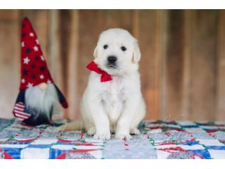 english-cream-golden-retriever-indiana-small-0